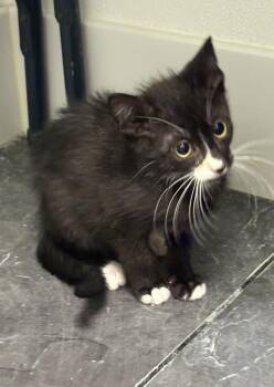 Hermie -  Domestic Short Hair Cat for Adoption in St. Cloud, Minnesota - Hermie | PetCurious