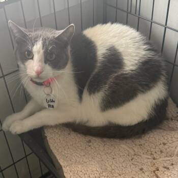Rescue Domestic Short Hair Cats for Adoption in Normal, Illinois - Gilda | PetCurious