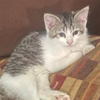 Domestic Short Hair Cats Available for Adoption in Sioux Falls, South Dakota - Beatrice | PetCurious