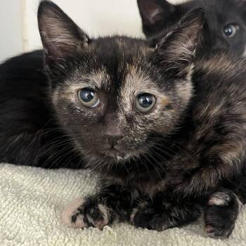 Domestic Short Hair Cats Available for Adoption in Newark, New Jersey - Shammy | PetCurious