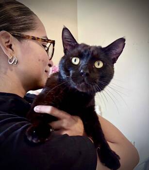 Peter -  Domestic Short Hair Cat Available for Adoption - Peter | PetCurious