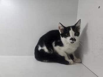 ZORRO -  Domestic Short Hair Cat for Adoption in Winter Haven, Florida - ZORRO | PetCurious