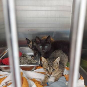 Rescue Domestic Short Hair Cats for Adoption in Hartsville, South Carolina - Kenpachi | PetCurious