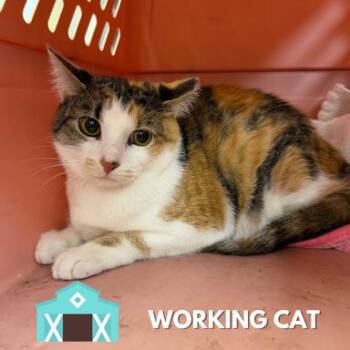 Beth -  Domestic Short Hair Cat for Adoption in Sarasota, Florida - Beth | PetCurious