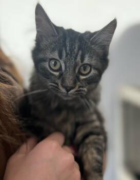 Rescue Domestic Medium Hair Cats for Adoption in Geneseo, Illinois - Minnow | PetCurious