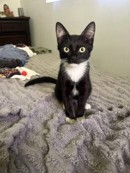 Hilo and Lala -  Calico and Tuxedo Cat for Adoption in Napa, California - Hilo And Lala | PetCurious