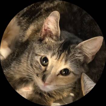 Tortoiseshell Cats Available for Adoption - Rose  | PetCurious