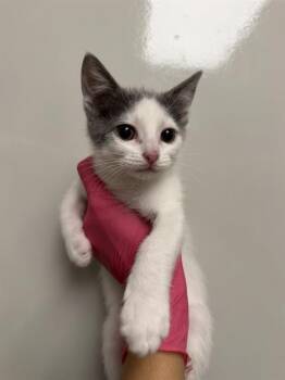 SONNY -  Domestic Short Hair Cat for Adoption in Ontario, California - SONNY | PetCurious