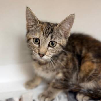 Soup -  Domestic Short Hair Cat for Adoption in Champaign, Illinois - Soup | PetCurious