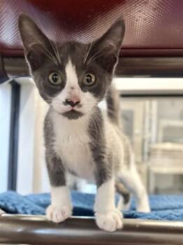 MOUSTACHIO -  Domestic Short Hair Cat for Adoption in Kalamazoo, Michigan - MOUSTACHIO | PetCurious