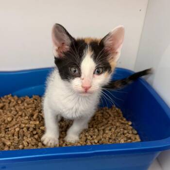 Celeborn 53971 -  Domestic Short Hair Cat for Adoption in Las Vegas, Nevada - Celeborn 53971 | PetCurious