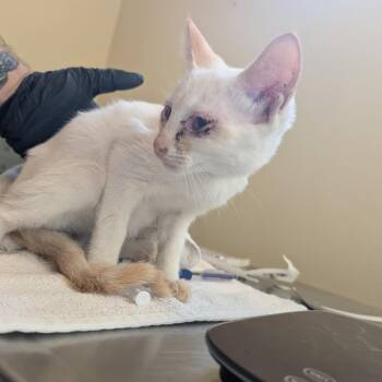 Moon -  Domestic Short Hair Cat for Adoption in Pasadena, California - Moon | PetCurious