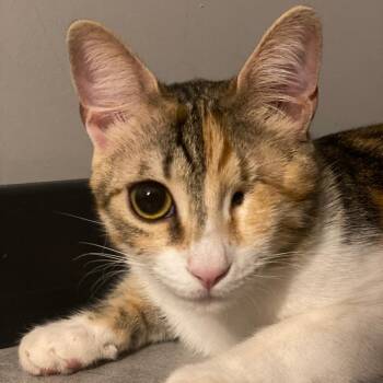 Ms. Wonderful Winky -  Domestic Short Hair Cat for Adoption in Ridgefield, Washington - Ms. Wonderful Winky | PetCurious