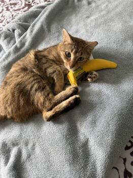 Ruby -  Domestic Short Hair Cat for Adoption in Timonium, Maryland - Ruby | PetCurious