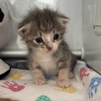 Edger -  Domestic Short Hair Cat for Adoption in Austin, Texas - Edger | PetCurious