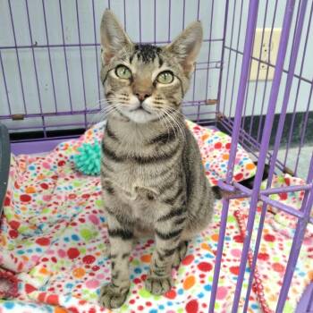 Rescue Domestic Short Hair Cats for Adoption in Duncan, Oklahoma - Scooter | PetCurious