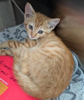Chatter -  Domestic Short Hair Cat for Adoption in Ellijay, Georgia - Chatter | PetCurious