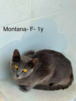 Montana -  Domestic Short Hair Cat for Adoption in Waverly, Tennessee - Montana | PetCurious