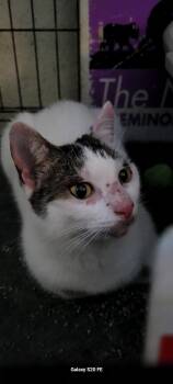 Domestic Short Hair Cats Available for Adoption in Oviedo, Florida - Mitzy | PetCurious