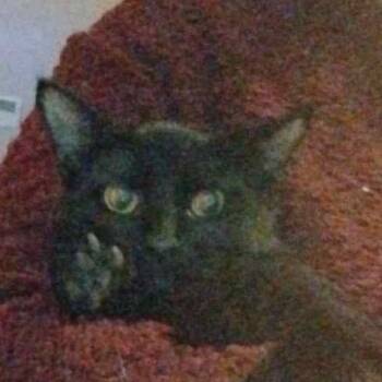 Rescue American Shorthair Cats for Adoption in Mount Vernon, Arkansas - Fig | PetCurious