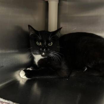 Domestic Short Hair Cats Available for Adoption in Salt Lake City, Utah - Bamboo | PetCurious