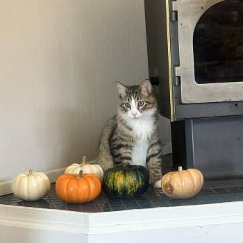 Avocado -  Domestic Long Hair Cat for Adoption in Crockett, California - Avocado | PetCurious