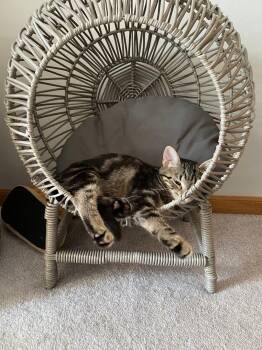 Rescue Domestic Short Hair Cats for Adoption in Mokena, Illinois - Misty | PetCurious