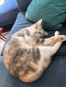 Sugar -  Domestic Short Hair Cat for Adoption in Nashville, Tennessee - Sugar | PetCurious