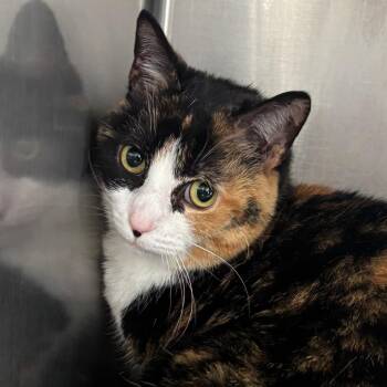 Domestic Short Hair Cats Available for Adoption - Judy | PetCurious
