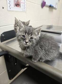 Ralph -  Domestic Medium Hair and Domestic Short Hair Cat for Adoption in Westland, Michigan - Ralph | PetCurious