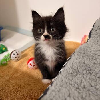 Laverne -  Domestic Short Hair Cat for Adoption in Walker, Michigan - Laverne | PetCurious