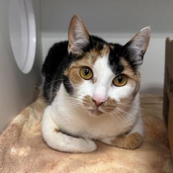 Domestic Short Hair Cats Available for Adoption in Greensboro, North Carolina - Dame Chipotle Burrito | PetCurious