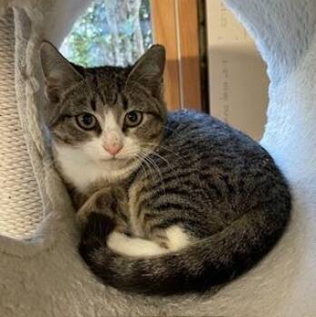 Emmet -  Tabby and Domestic Short Hair Cat for Adoption in Greensboro, North Carolina - Emmet | PetCurious