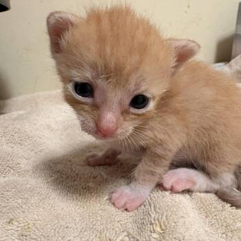 Ice Tea -  Domestic Short Hair Cat for Adoption in Waldorf, Maryland - Ice Tea | PetCurious