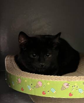 Rescue Domestic Short Hair Cats for Adoption in Belchertown, Massachusetts - Lyric | PetCurious