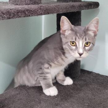 Honey -  Domestic Short Hair Cat for Adoption in Coos Bay, Oregon - Honey | PetCurious