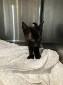 Rescue Domestic Short Hair Cats for Adoption in Long Beach, California - INOSUKE | PetCurious