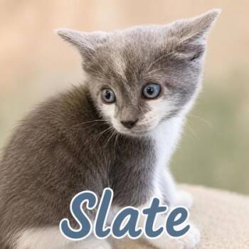 Slate -  Domestic Medium Hair and Domestic Short Hair Cat for Adoption in West Memphis, Arkansas - Slate | PetCurious