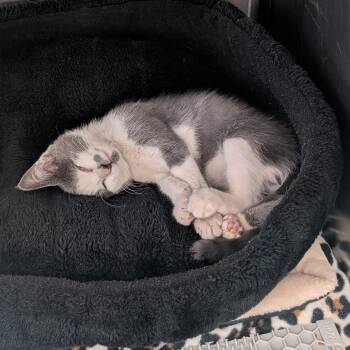 MJ -  Domestic Short Hair Cat for Adoption in Emporia, Kansas - MJ | PetCurious