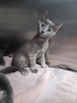 Bug -  Domestic Short Hair Cat for Adoption in Westfield, Wisconsin - Bug | PetCurious