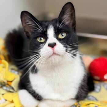 Domestic Short Hair Cats Available for Adoption - Gizmo | PetCurious