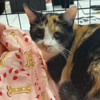 Calico and Domestic Short Hair Cats Available for Adoption - Callie | PetCurious