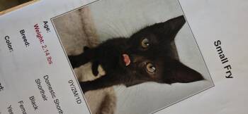 Small Fry -  Domestic Short Hair Cat for Adoption in Evansville, Indiana - Small Fry | PetCurious