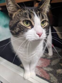 Rescue Domestic Short Hair Cats for Adoption in Altoona, Pennsylvania - Millie | PetCurious