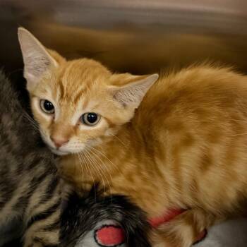Best Buy -  Domestic Short Hair Cat for Adoption in Morganton, North Carolina - Best Buy | PetCurious