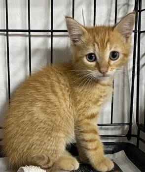 Crush -  Domestic Short Hair Cat for Adoption in Williamsburg, Virginia - Crush | PetCurious