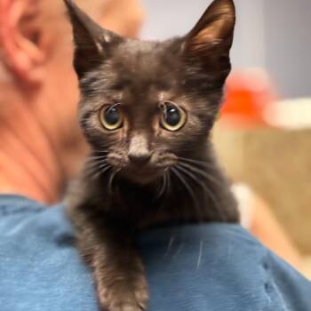Legend -  Domestic Short Hair Cat for Adoption in South Elgin, Illinois - Legend | PetCurious