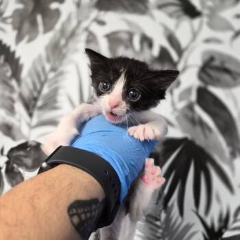 Domestic Short Hair Cats Available for Adoption in Wahiawa, Hawaii - Joy | PetCurious