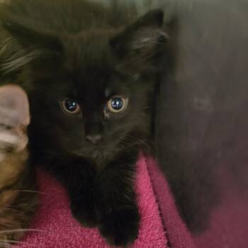 Magenta -  Domestic Short Hair Cat for Adoption in Waldorf, Maryland - Magenta | PetCurious