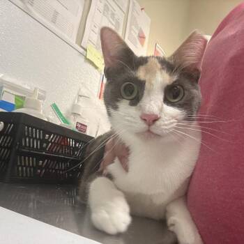 Missy -  Domestic Short Hair Cat for Adoption in Tulsa, Oklahoma - Missy | PetCurious